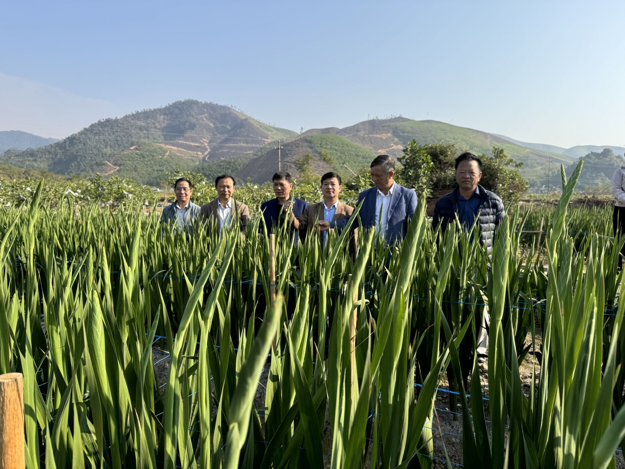 Trồng thử nghiệm giống layon mới ở Hạ Long, hoa màu hồng cam đẹp mắt, không bị bệnh khô đầu lá - Ảnh 2.